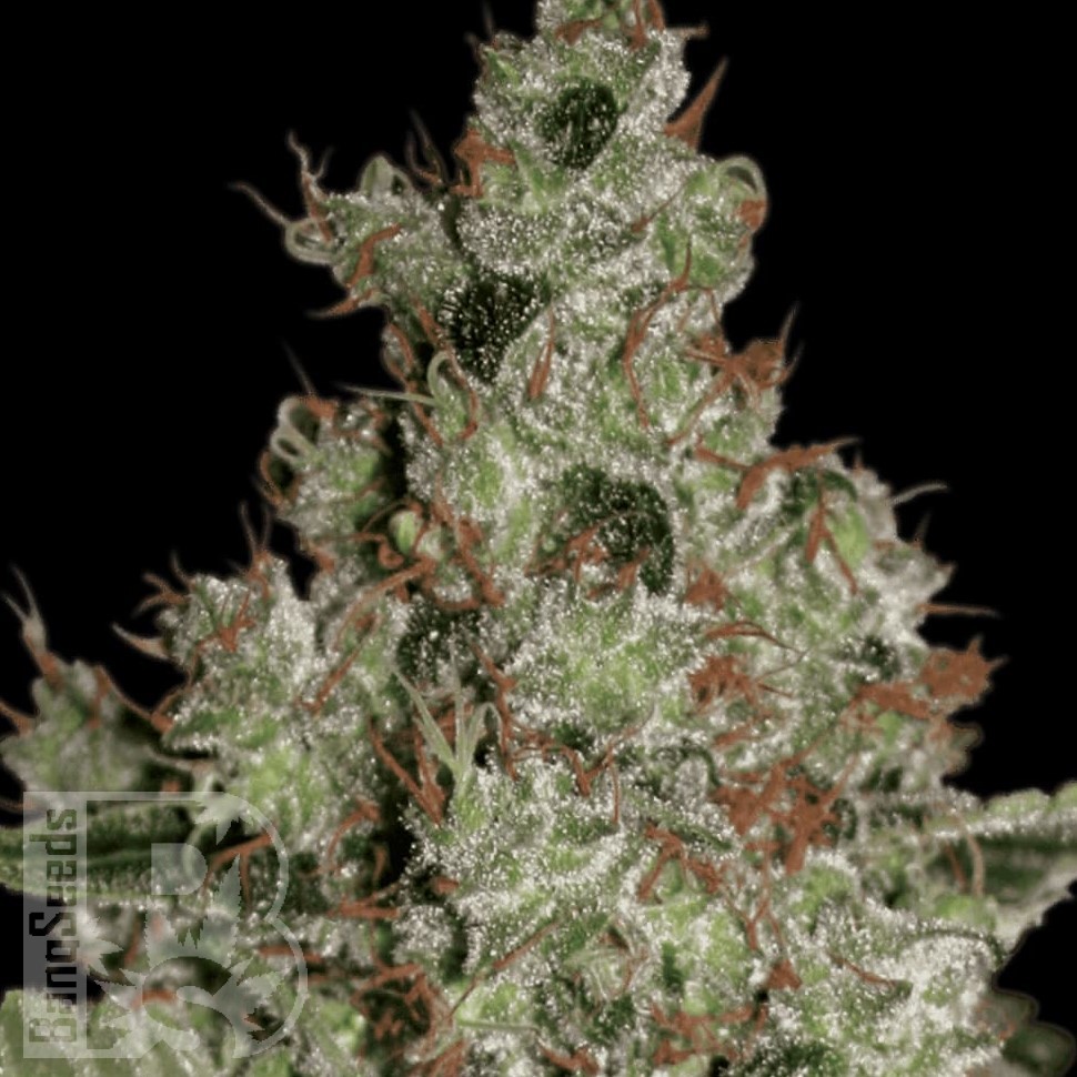 Семена каннабиса Cream 47 feminised Fast Version Ganja Seeds Семена каннабиса Cream 47 feminised Fast Version Ganja Seeds