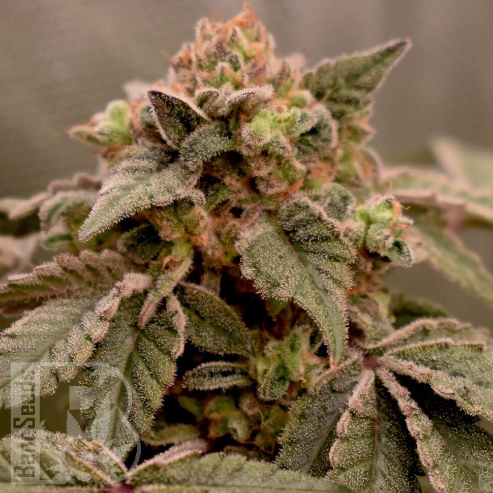 Jock Horror feminised Ganja Seeds Jock Horror feminised Ganja Seeds