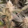 Jock Horror feminised Ganja Seeds Jock Horror feminised Ganja Seeds