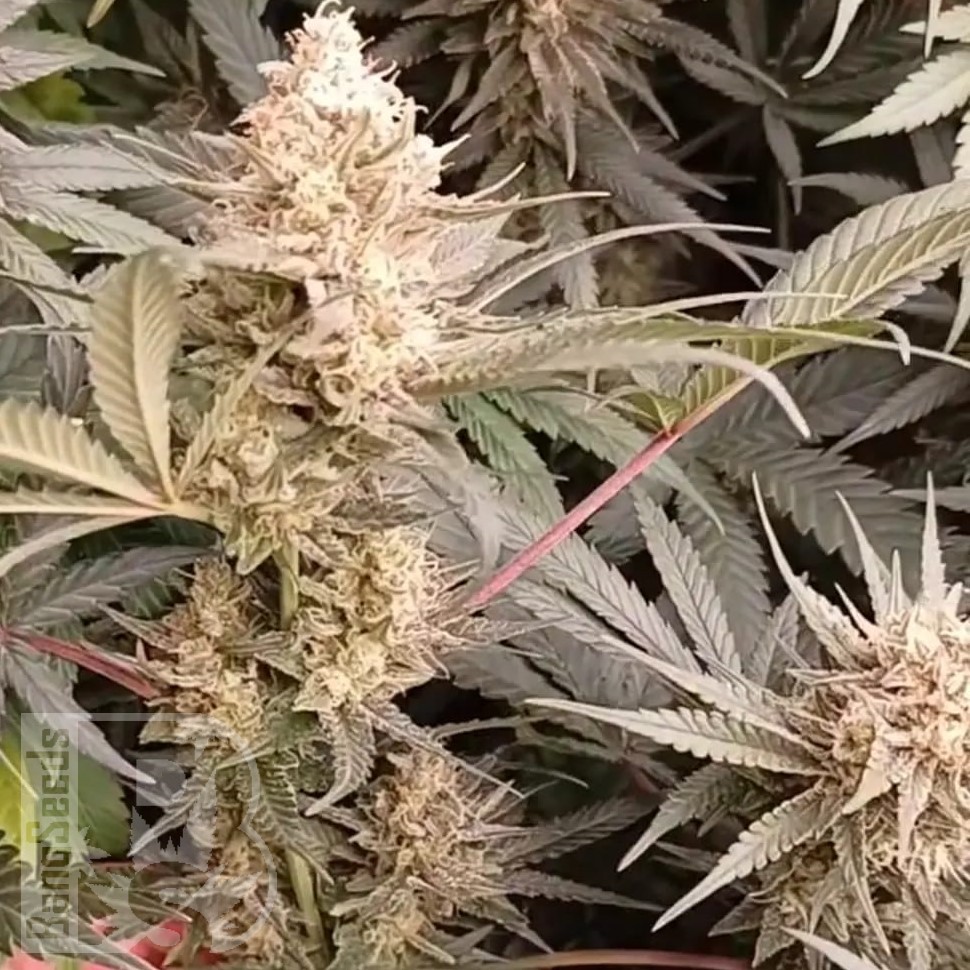 Jock Horror feminised Ganja Seeds Jock Horror feminised Ganja Seeds