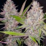 Jock Horror feminised Ganja Seeds Jock Horror feminised Ganja Seeds