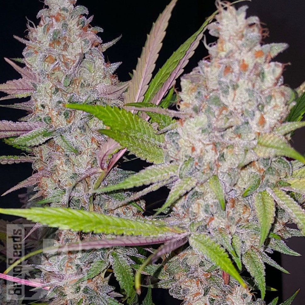 Jock Horror feminised Ganja Seeds Jock Horror feminised Ganja Seeds