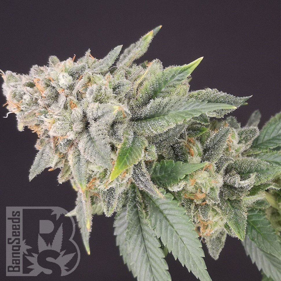 Jock Horror feminised Ganja Seeds Jock Horror feminised Ganja Seeds