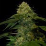 масло семян конопли Holy Grail feminised Ganja Seeds масло семян конопли Holy Grail feminised Ganja Seeds
