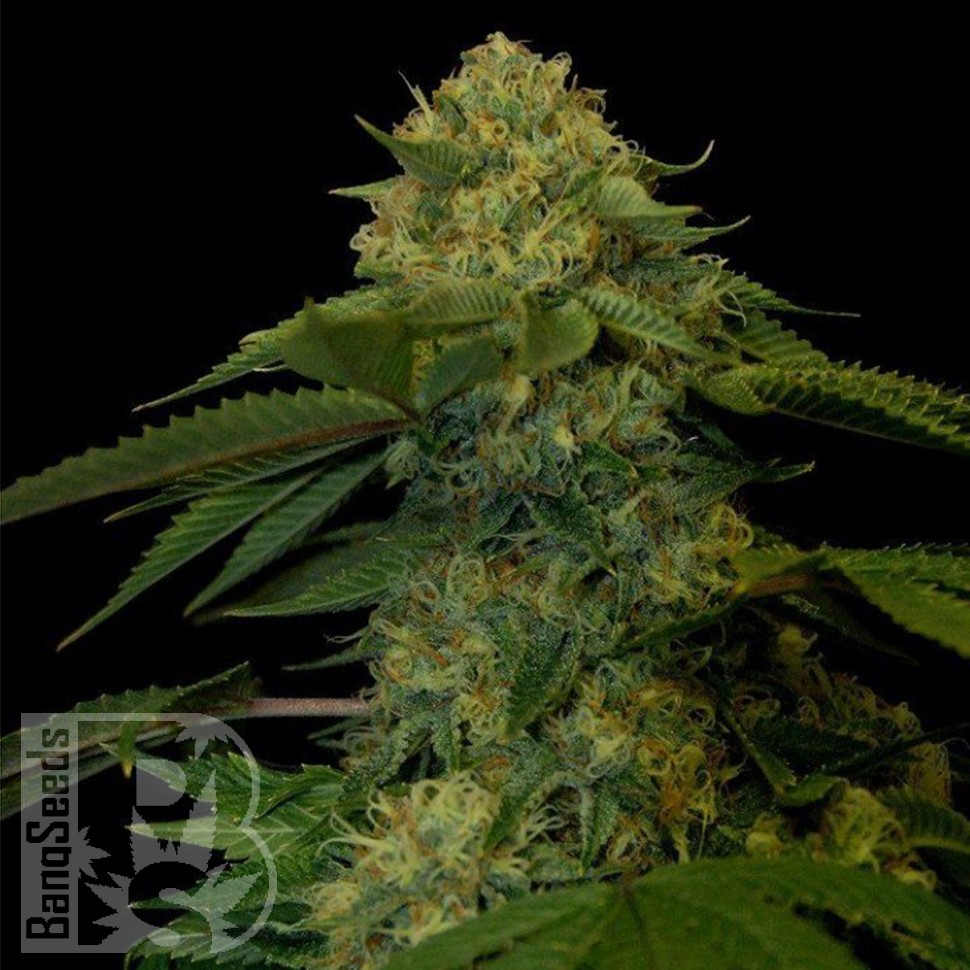 Семена Holy Grail feminised Ganja Seeds