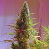 семена конопли из голландии Holy Grail feminised Ganja Seeds семена конопли из голландии Holy Grail feminised Ganja Seeds