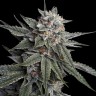 урбеч из семян конопли Holy Grail feminised Ganja Seeds урбеч из семян конопли Holy Grail feminised Ganja Seeds