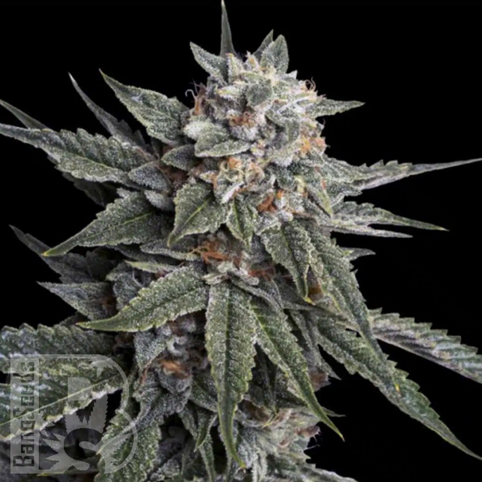 урбеч из семян конопли Holy Grail feminised Ganja Seeds урбеч из семян конопли Holy Grail feminised Ganja Seeds
