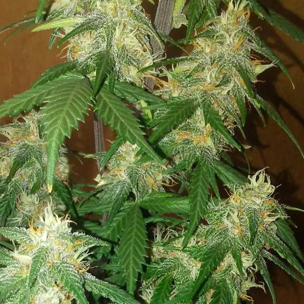 Семена конопли LSD regular Ganja Seeds