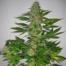 семена культурной конопли купить LSD regular Ganja Seeds семена культурной конопли купить LSD regular Ganja Seeds