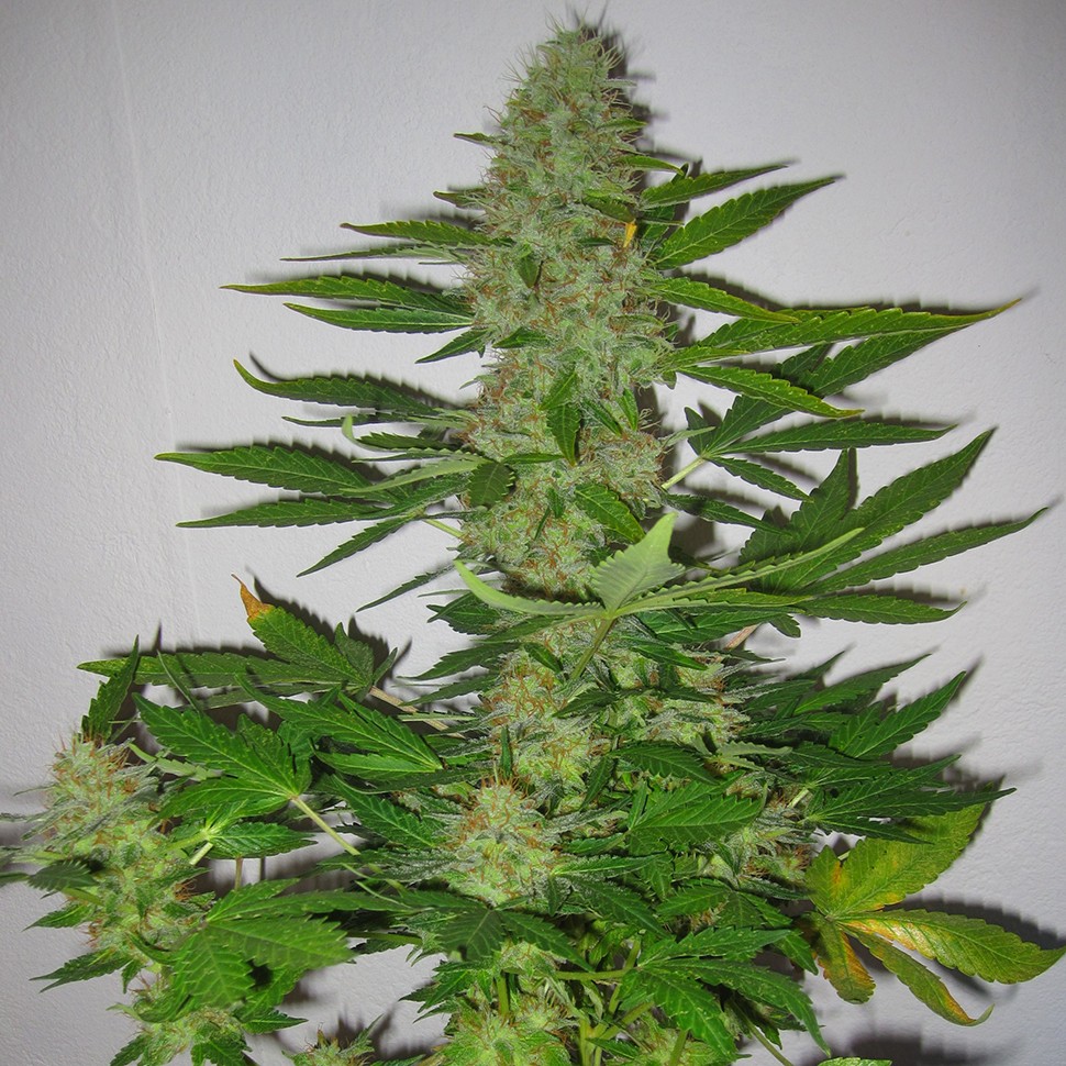 семена культурной конопли купить LSD regular Ganja Seeds семена культурной конопли купить LSD regular Ganja Seeds