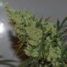 Семена Super Critical Kali Haze feminised Ganja Seeds Семена Super Critical Kali Haze feminised Ganja Seeds