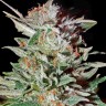 Семена Super Critical Kali Haze feminised Ganja Seeds Семена Super Critical Kali Haze feminised Ganja Seeds