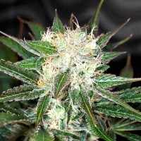 Big Devil feminised Ganja Seeds