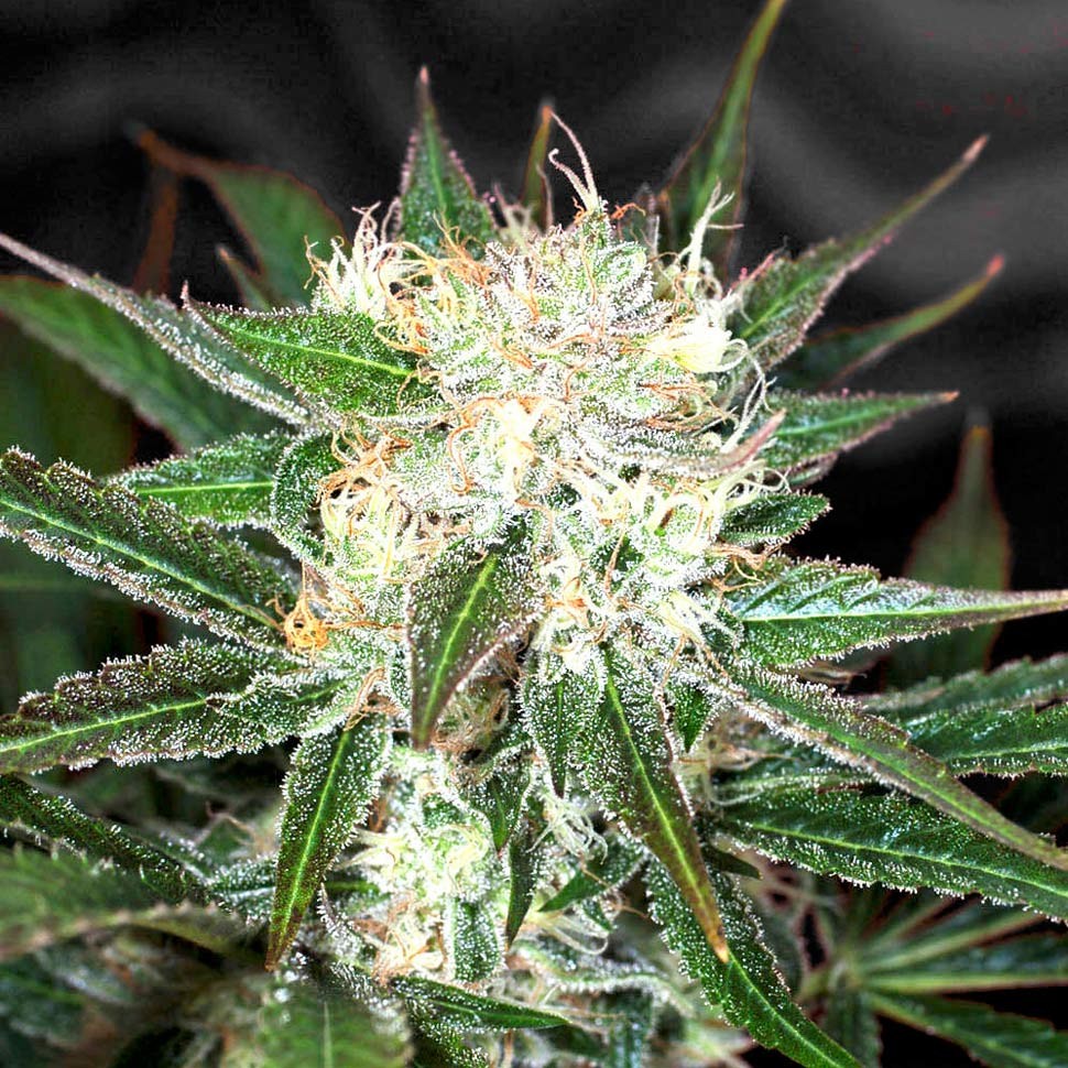 Семена Big Devil feminised Ganja Seeds