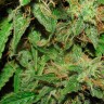 семена культурной конопли купить Big Devil feminised семена культурной конопли купить Big Devil feminised