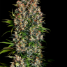 Семена Big Devil feminised Ganja Seeds Семена Big Devil feminised Ganja Seeds