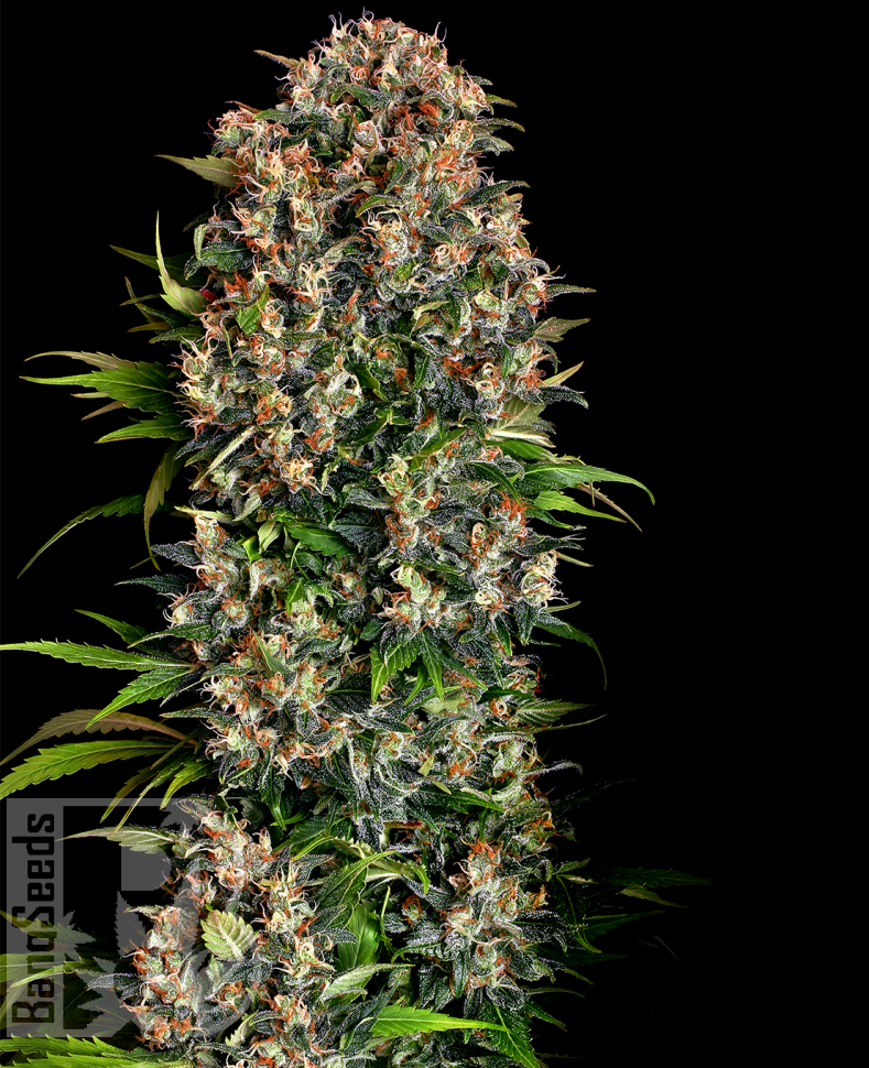 Семена Big Devil feminised Ganja Seeds Семена Big Devil feminised Ganja Seeds
