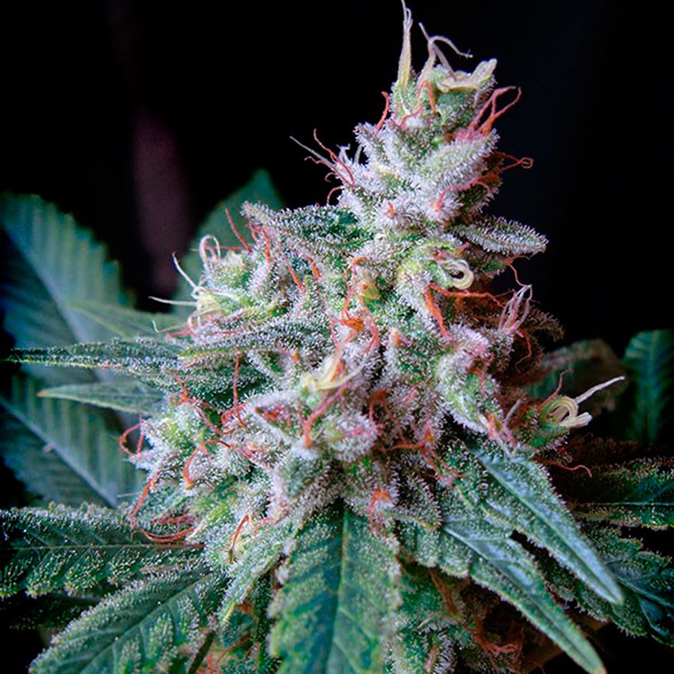 Семена каннабиса Cream Caramel feminised Fast Version Ganja Seeds