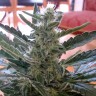 Auto Moby Dick feminised Ganja Seeds купить Auto Moby Dick feminised Ganja Seeds купить