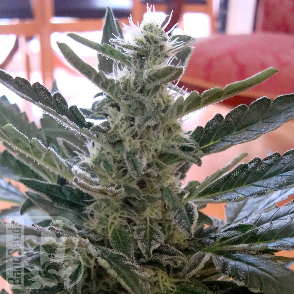 Семена ганжа Auto Moby Dick feminised Ganja Seeds