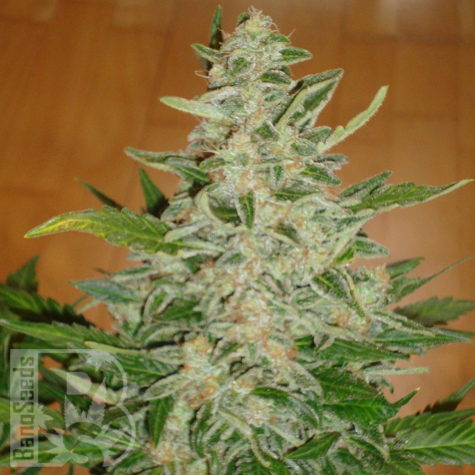 Auto Moby Dick feminised Ganja Seeds заказать Auto Moby Dick feminised Ganja Seeds заказать