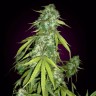 Семена ганжа Auto Moby Dick feminised Ganja Seeds Семена ганжа Auto Moby Dick feminised Ganja Seeds