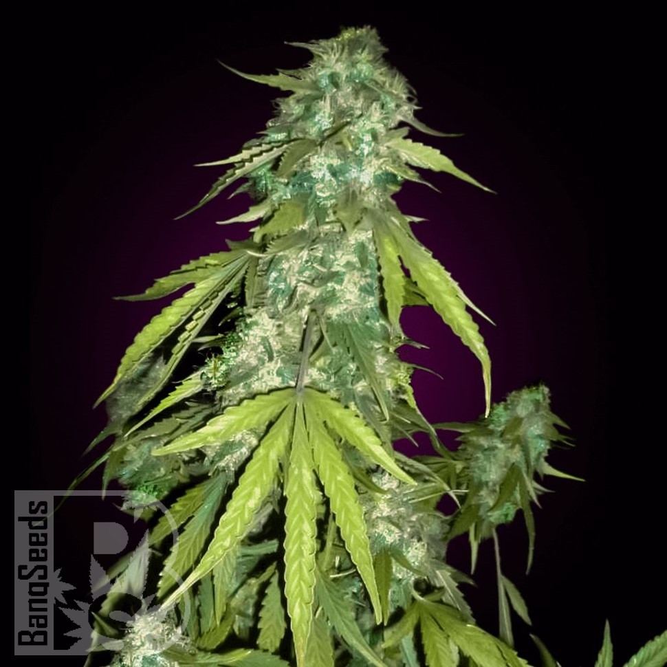Семена ганжа Auto Moby Dick feminised Ganja Seeds Семена ганжа Auto Moby Dick feminised Ganja Seeds