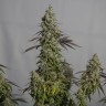 Семена ганжа Auto Moby Dick feminised Ganja Seeds Семена ганжа Auto Moby Dick feminised Ganja Seeds