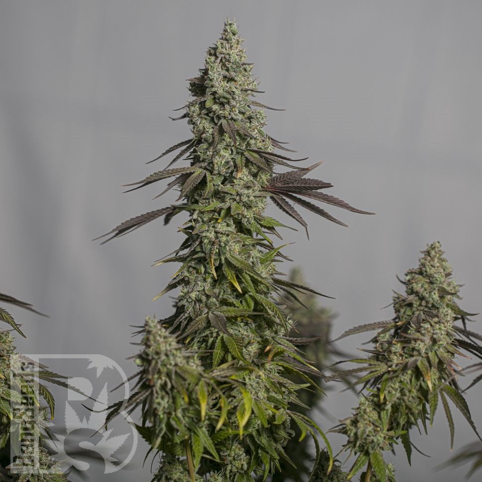 Семена ганжа Auto Moby Dick feminised Ganja Seeds Семена ганжа Auto Moby Dick feminised Ganja Seeds