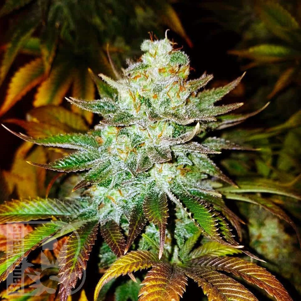 Семена ганжа Auto Moby Dick feminised Ganja Seeds Семена ганжа Auto Moby Dick feminised Ganja Seeds