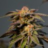 L.A. Confidential feminised Ganja Seeds L.A. Confidential feminised Ganja Seeds