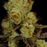 L.A. Confidential feminised Ganja Seeds L.A. Confidential feminised Ganja Seeds