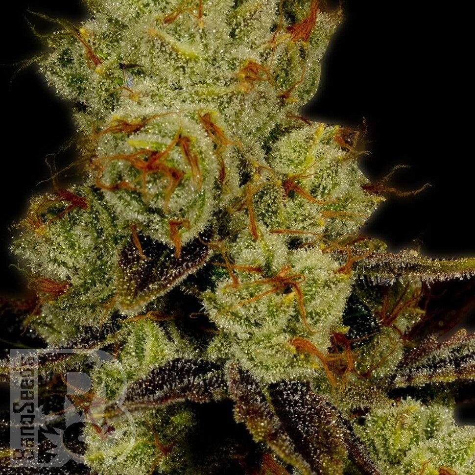 L.A. Confidential feminised Ganja Seeds L.A. Confidential feminised Ganja Seeds