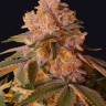 L.A. Confidential feminised Ganja Seeds L.A. Confidential feminised Ganja Seeds