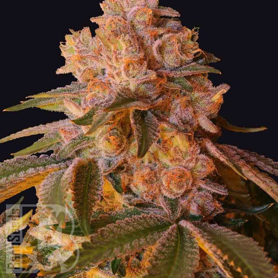 L.A. Confidential feminised Ganja Seeds L.A. Confidential feminised Ganja Seeds