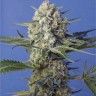 семена конопли прорасти Crystal Candy feminised Ganja Seeds Fast Version семена конопли прорасти Crystal Candy feminised Ganja Seeds Fast Version