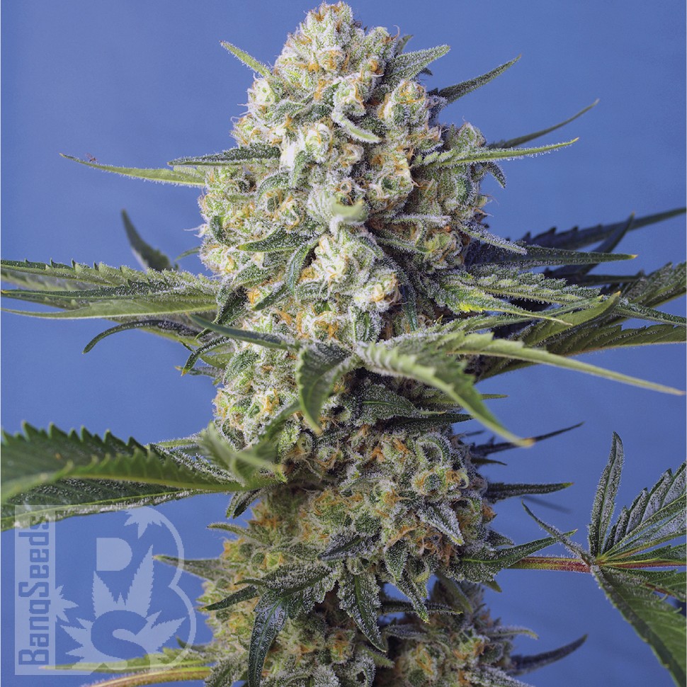 Семена ганжа Crystal Candy feminised Ganja Seeds Fast Version