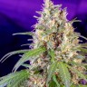 семена конопли пищевые Crystal Candy feminised Ganja Seeds Fast Version семена конопли пищевые Crystal Candy feminised Ganja Seeds Fast Version