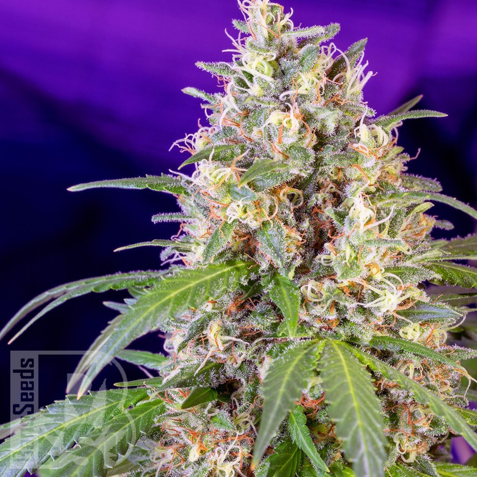 семена конопли пищевые Crystal Candy feminised Ganja Seeds Fast Version семена конопли пищевые Crystal Candy feminised Ganja Seeds Fast Version