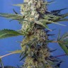 семена конопли курьером Crystal Candy feminised Ganja Seeds Fast Version семена конопли курьером Crystal Candy feminised Ganja Seeds Fast Version
