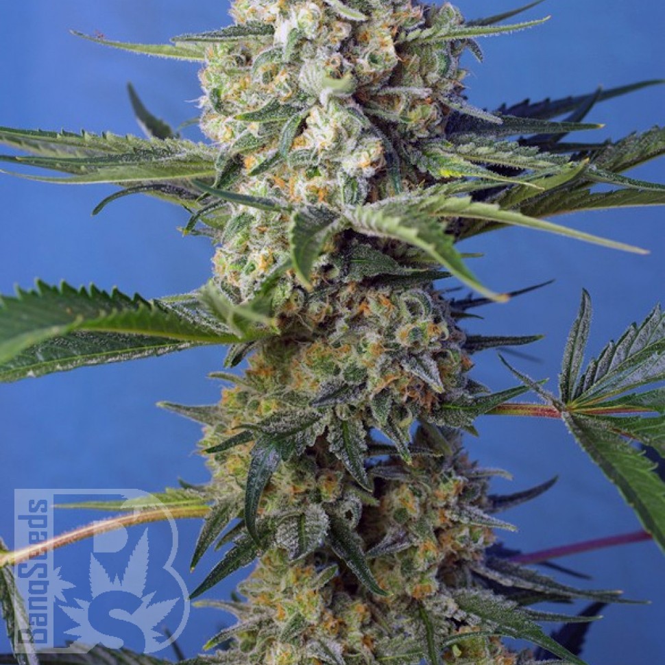 семена конопли курьером Crystal Candy feminised Ganja Seeds Fast Version семена конопли курьером Crystal Candy feminised Ganja Seeds Fast Version