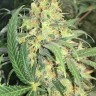 купить урожайные семена конопли Super Skunk feminised купить урожайные семена конопли Super Skunk feminised
