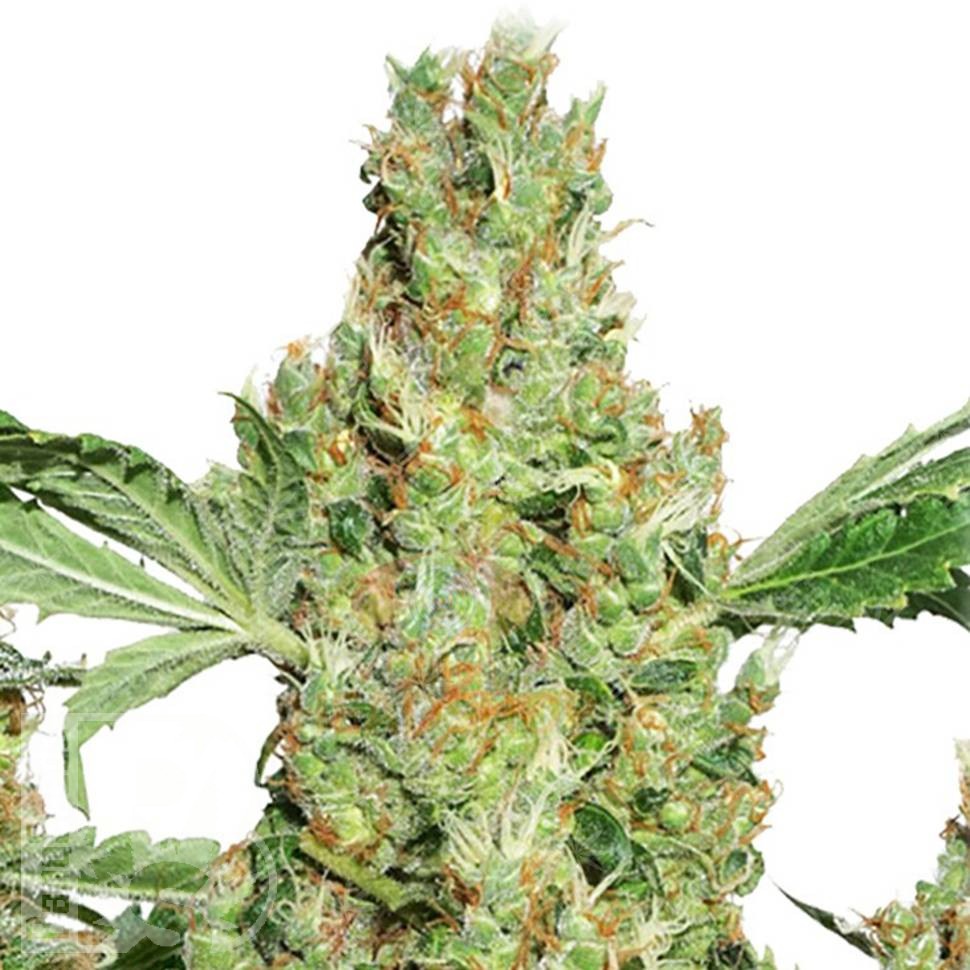 Семена каннабиса Super Skunk feminised Ganja Seeds Семена каннабиса Super Skunk feminised Ganja Seeds