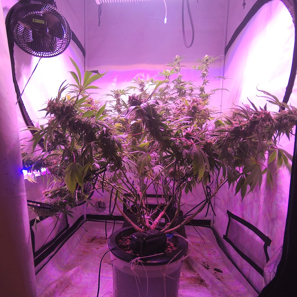 заказ семян конопли Afghan Kush regular заказ семян конопли Afghan Kush regular