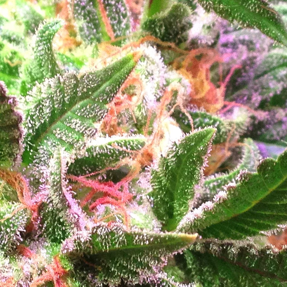 где заказать семена конопли Afghan Kush regular где заказать семена конопли Afghan Kush regular