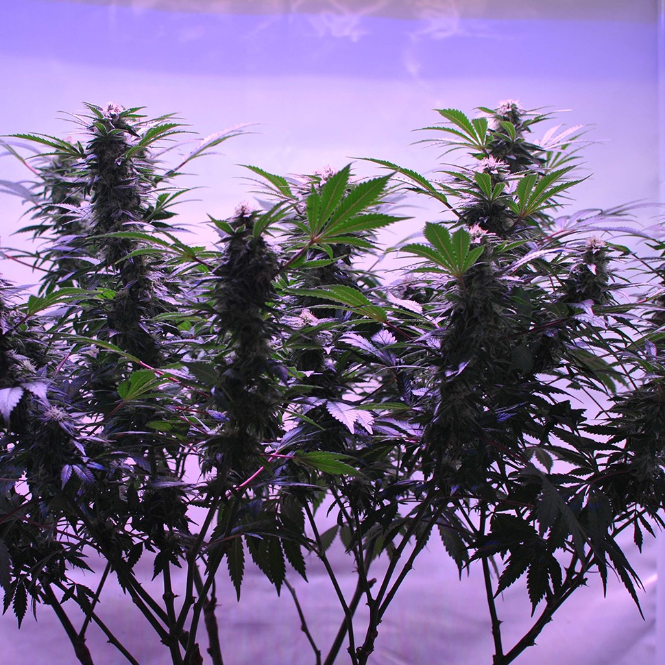 купить семена конопли Afghan Kush regular купить семена конопли Afghan Kush regular