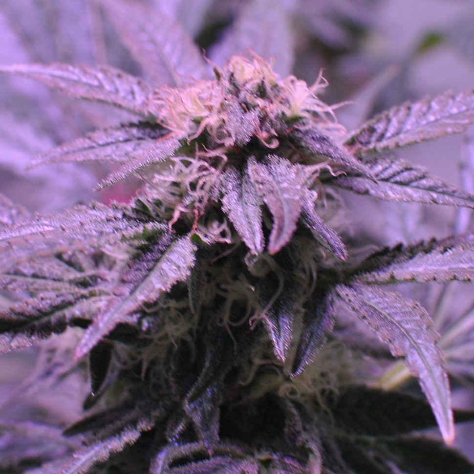 купить семена конопли в Украине Afghan Kush regular купить семена конопли в Украине Afghan Kush regular