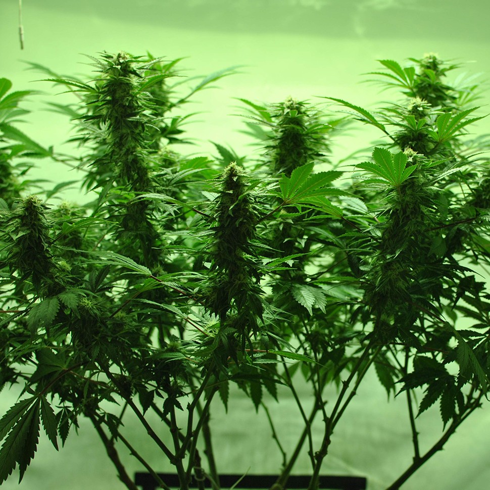 купить семена конопли недорого Afghan Kush regular купить семена конопли недорого Afghan Kush regular