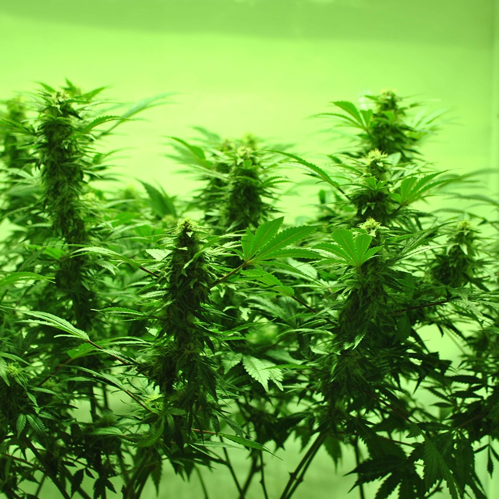 регулярные семена конопли купить Afghan Kush regular регулярные семена конопли купить Afghan Kush regular